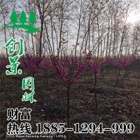 獨(dú)桿紫荊