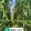 柳樹出售各種規(guī)格柳樹