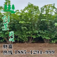 叢生紫荊