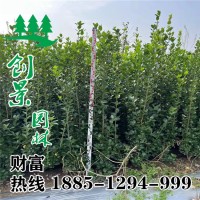 叢生北海道黃楊