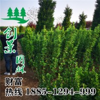 北海道黃楊
