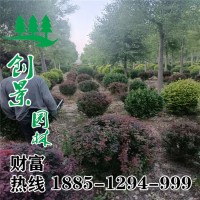 紅葉小檗球