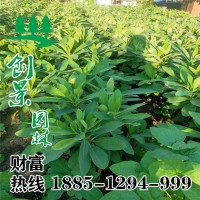 結(jié)香小苗