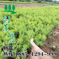 灑金柏小床苗