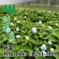 繡球花