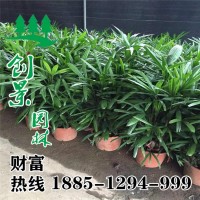 棕竹