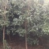 桂花樹