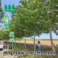 梧桐樹
