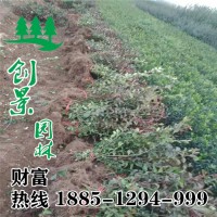 大葉扶芳藤工程苗