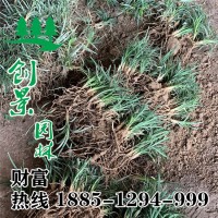 日本矮麥冬血盆苗