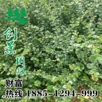 平枝栒子