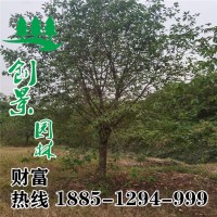 大葉早櫻