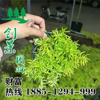 金葉佛甲草