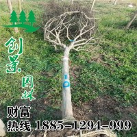 百日紅