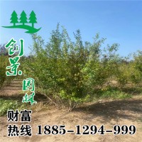 叢生果石榴