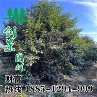 從生大葉女貞
