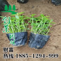 千屈菜