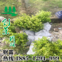 無刺枸骨