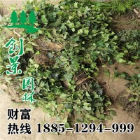 常春藤地栽苗