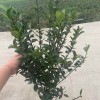 小葉黃楊萬年青
