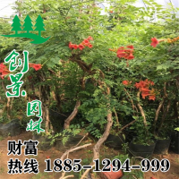 四季凌霄