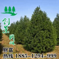 白皮松