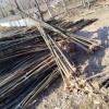 大量速生楊國槐小苗