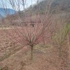 紅梅骨里紅