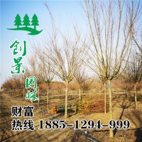小葉雞爪槭高桿雞爪槭