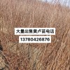 出售黃櫨小苗