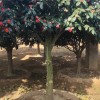 青島市花～耐冬