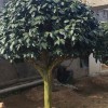 青島喜麗園藝精品耐冬