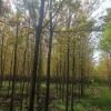 美國(guó)紅楓