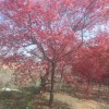 日本紅楓