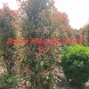2米紅葉石楠柱