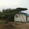 造型松