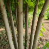 叢生銀白槭基地