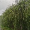 純垂柳
