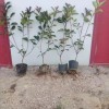 紅葉石楠