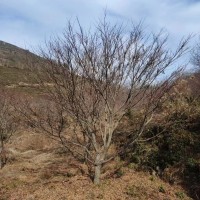 中國(guó)紅楓