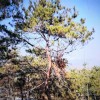 老山松