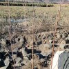 果樹山杏白榆云山油松