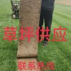 百慕大草坪