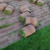 早熟禾草坪