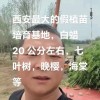 七葉樹處理