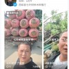 14 公分七葉樹
