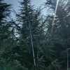 雪松 7 米
