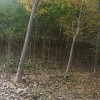 出售榆樹