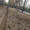 出售榆樹