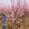 花果苗木